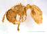  ( - ww16078)  @11 [ ] CreativeCommons - Attribution Non-Commercial Share-Alike (2012) Holger Loecker Orange Agricultural Institute, NSW DPI