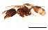 ( - ww16119)  @11 [ ] CreativeCommons - Attribution Non-Commercial Share-Alike (2012) Holger Loecker Orange Agricultural Institute, NSW DPI