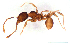 ( - ww16120)  @11 [ ] CreativeCommons - Attribution Non-Commercial Share-Alike (2012) Holger Loecker Orange Agricultural Institute, NSW DPI
