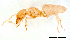  (Acropyga sp. A - ww16134)  @11 [ ] CreativeCommons - Attribution Non-Commercial Share-Alike (2012) Holger Loecker Orange Agricultural Institute, NSW DPI