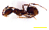  (Anonychomyrma sp. A - ww16157)  @14 [ ] CreativeCommons - Attribution Non-Commercial Share-Alike (2012) Holger Loecker Orange Agricultural Institute, NSW DPI