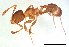  (Pheidole sp. Y - ww16180)  @13 [ ] CreativeCommons - Attribution Non-Commercial Share-Alike (2012) Holger Loecker Orange Agricultural Institute, NSW DPI