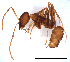  (Iridomyrmex gracilis - ww16184)  @13 [ ] CreativeCommons - Attribution Non-Commercial Share-Alike (2012) Holger Loecker Orange Agricultural Institute, NSW DPI