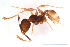  ( - ww16214)  @11 [ ] CreativeCommons - Attribution Non-Commercial Share-Alike (2012) Holger Loecker Orange Agricultural Institute, NSW DPI