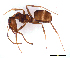 (Iridomyrmex - ww16221)  @15 [ ] CreativeCommons - Attribution Non-Commercial Share-Alike (2012) Holger Loecker Orange Agricultural Institute, NSW DPI