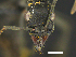  ( - MACN-bar-ins-ct 07017)  @12 [ ] Copyright (2018) Pablo L Tubaro Museo Argentino de Ciencias Naturales, Bernardino Rivadavia