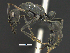  (Neoponera obscuricornis - MACN-bar-ins-ct 07038)  @14 [ ] Copyright (2018) Pablo L Tubaro Museo Argentino de Ciencias Naturales, Bernardino Rivadavia