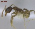  ( - MACN-Bar-Ins-ct 02893)  @13 [ ] Copyright (2013) MACN Museo Argentino de Ciencias Naturales "Bernardino Rivadavia"