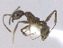  (Pheidole PEH11 - MACN-Bar-Ins-ct 02902)  @11 [ ] Copyright (2013) MACN Museo Argentino de Ciencias Naturales "Bernardino Rivadavia"
