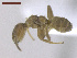  ( - MACN-Bar-Ins-ct 02915)  @11 [ ] Copyright (2013) MACN Museo Argentino de Ciencias Naturales "Bernardino Rivadavia"