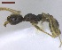  ( - MACN-Bar-Ins-ct 02921)  @12 [ ] Copyright (2013) MACN Museo Argentino de Ciencias Naturales "Bernardino Rivadavia"