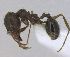  (Pheidole PEH04 - MACN-Bar-Ins-ct 02930)  @13 [ ] Copyright (2013) MACN Museo Argentino de Ciencias Naturales "Bernardino Rivadavia"