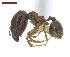  ( - MACN-Bar-Ins-ct 02943)  @14 [ ] Copyright (2013) MACN Museo Argentino de Ciencias Naturales "Bernardino Rivadavia"