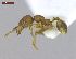  (Pheidole sigillata - MACN-Bar-Ins-ct 02958)  @13 [ ] Copyright (2013) MACN Museo Argentino de Ciencias Naturales "Bernardino Rivadavia"