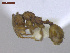  ( - MACN-Bar-Ins-ct 02960)  @11 [ ] Copyright (2013) MACN Museo Argentino de Ciencias Naturales "Bernardino Rivadavia"
