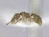  ( - T1W32008PNID11)  @11 [ ] Copyright (2013) MACN Museo Argentino de Ciencias Naturales "Bernardino Rivadavia"