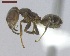  ( - MACN-Bar-Ins-ct 04976)  @14 [ ] Copyright (2013) MACN Museo Argentino de Ciencias Naturales "Bernardino Rivadavia"