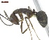  ( - MACN-Bar-Ins-ct 04994)  @14 [ ] Copyright (2013) MACN Museo Argentino de Ciencias Naturales "Bernardino Rivadavia"
