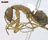  ( - MACN-Bar-Ins-ct 04996)  @14 [ ] Copyright (2013) MACN Museo Argentino de Ciencias Naturales "Bernardino Rivadavia"