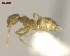  ( - MACN-Bar-Ins-ct 05046)  @11 [ ] Copyright (2013) MACN Museo Argentino de Ciencias Naturales "Bernardino Rivadavia"
