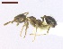  (Pheidole gertrudae - MACN-Bar-Ins-ct 05104)  @11 [ ] Copyright (2013) MACN Museo Argentino de Ciencias Naturales "Bernardino Rivadavia"