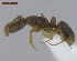  (Hypoponera cf. opacior - MACN-Bar-Ins-ct 05140)  @14 [ ] Copyright (2013) MACN Museo Argentino de Ciencias Naturales "Bernardino Rivadavia"
