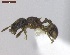  ( - MACN-Bar-Ins-ct 05155)  @11 [ ] Copyright (2013) MACN Museo Argentino de Ciencias Naturales "Bernardino Rivadavia"