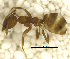  ( - MACN-Bar-Ins-ct 06783)  @11 [ ] Copyright (2015) MACN Museo Argentino de Ciencias Naturales "Bernardino Rivadavia"