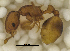  ( - MACN-Bar-Ins-ct 06787)  @11 [ ] Copyright (2015) MACN Museo Argentino de Ciencias Naturales "Bernardino Rivadavia"