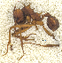  ( - MACN-Bar-Ins-ct 06796)  @11 [ ] Copyright (2015) MACN Museo Argentino de Ciencias Naturales "Bernardino Rivadavia"