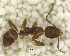  ( - MACN-Bar-Ins-ct 06797)  @11 [ ] Copyright (2015) MACN Museo Argentino de Ciencias Naturales "Bernardino Rivadavia"
