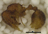  (Rogeria scobinata - MACN-Bar-Ins-ct 06806)  @11 [ ] Copyright (2015) MACN Museo Argentino de Ciencias Naturales "Bernardino Rivadavia"