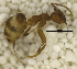  ( - MACN-Bar-Ins-ct 06810)  @11 [ ] Copyright (2015) MACN Museo Argentino de Ciencias Naturales "Bernardino Rivadavia"