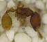  ( - MACN-Bar-Ins-ct 06813)  @11 [ ] Copyright (2015) MACN Museo Argentino de Ciencias Naturales "Bernardino Rivadavia"