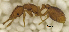  ( - MACN-Bar-Ins-ct 06829)  @11 [ ] Copyright (2015) MACN Museo Argentino de Ciencias Naturales "Bernardino Rivadavia"