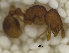  ( - MACN-Bar-Ins-ct 06845)  @11 [ ] Copyright (2015) MACN Museo Argentino de Ciencias Naturales "Bernardino Rivadavia"