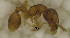  (Strumigenys PEH01 - MACN-Bar-Ins-ct 06855)  @11 [ ] Copyright (2015) MACN Museo Argentino de Ciencias Naturales "Bernardino Rivadavia"