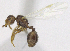  (Pheidole PEH12 - MACN-bar-ins-ct 06881)  @11 [ ] Copyright (2015) MACN Museo Argentino de Ciencias Naturales "Bernardino Rivadavia"