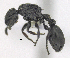  ( - MACN-bar-ins-ct 06884)  @11 [ ] Copyright (2015) MACN Museo Argentino de Ciencias Naturales "Bernardino Rivadavia"