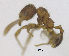  ( - MACN-bar-ins-ct 06893)  @11 [ ] Copyright (2015) MACN Museo Argentino de Ciencias Naturales "Bernardino Rivadavia"