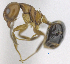  ( - MACN-bar-ins-ct 06894)  @13 [ ] Copyright (2015) MACN Museo Argentino de Ciencias Naturales "Bernardino Rivadavia"