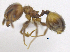  (Pheidole cf. dinophila - MACN-bar-ins-ct 06896)  @11 [ ] Copyright (2015) MACN Museo Argentino de Ciencias Naturales "Bernardino Rivadavia"