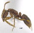  (Hypoponera PEH04 - MACN-bar-ins-ct 06897)  @14 [ ] Copyright (2015) MACN Museo Argentino de Ciencias Naturales "Bernardino Rivadavia"