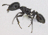  (Nesomyrmex tonsuratus - MACN-bar-ins-ct 06909)  @13 [ ] Copyright (2015) MACN Museo Argentino de Ciencias Naturales "Bernardino Rivadavia"