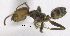  ( - MACN-bar-ins-ct 06918)  @12 [ ] Copyright (2015) MACN Museo Argentino de Ciencias Naturales "Bernardino Rivadavia"