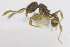  ( - MACN-bar-ins-ct 06919)  @11 [ ] Copyright (2015) MACN Museo Argentino de Ciencias Naturales "Bernardino Rivadavia"