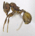  ( - MACN-bar-ins-ct 06920)  @11 [ ] Copyright (2015) MACN Museo Argentino de Ciencias Naturales "Bernardino Rivadavia"