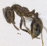  ( - MACN-bar-ins-ct 06925)  @12 [ ] Copyright (2015) MACN Museo Argentino de Ciencias Naturales "Bernardino Rivadavia"