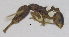  ( - MACN-bar-ins-ct 06940)  @12 [ ] Copyright (2015) MACN Museo Argentino de Ciencias Naturales "Bernardino Rivadavia"