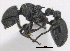  ( - MACN-bar-ins-ct 06950)  @12 [ ] Copyright (2015) MACN Museo Argentino de Ciencias Naturales "Bernardino Rivadavia"